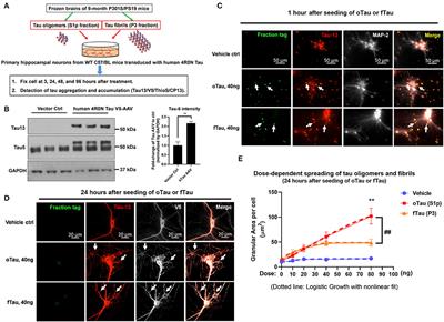 Tau Oligomers and Fibrils Exhibit Differential Patterns of Seeding and Association With RNA Binding Proteins